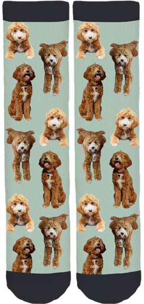 Teddy the Cavapoochon Crew Socks