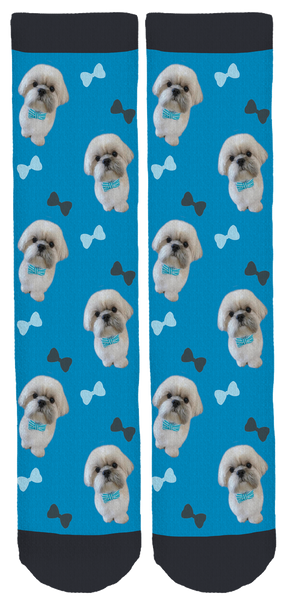 Simba the Shih Tzu